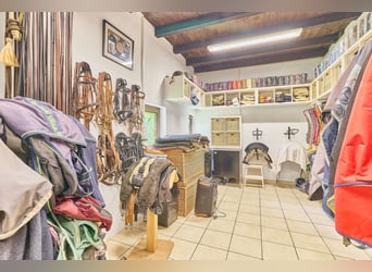 Propriété équestre dans l'Odenwald avec deux maisons d'habitation et espace pour 5 à 10 chevaux !