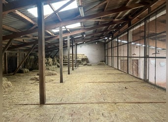 Propriété équestre exceptionnelle en Palatinat – 5,8 hectares, maison, écuries, manège, carrière, pa