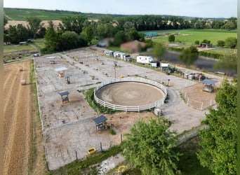 Propriété équestre exclusive avec une maison d'habitation récemment rénovée, manège couvert et vaste