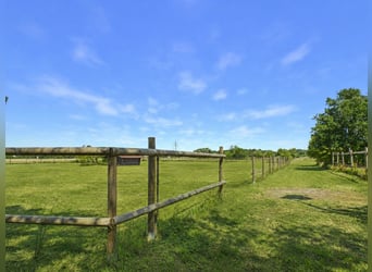 Propriété exclusive avec installation équestre privée sur un terrain spacieux d'environ 2,4 hectares