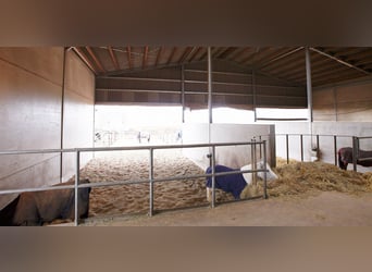 Reitanlage im Pferdepark im Maifeld – in Mitten des Sonderbaugebietes “Wohnen mit Pferden” in Lonnig