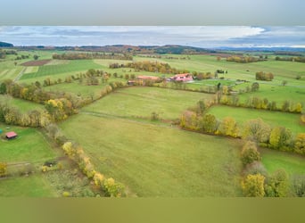 Reitanlage in Alleinlage im Main-Kinzig-Kreis zu verkaufen – mit großem Landhaus & Außenpool!