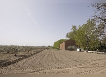 Rustic Property Ideal For Stud Farm For Sale.