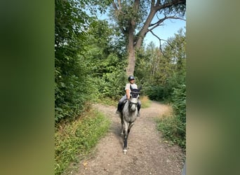 Stallgasse nähe Wien auf wunderschöner Reitanlage zu Vermieten, perfekt für Profis und Ausbildner