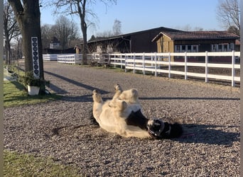 Vacances avec votre cheval 5 étoiles