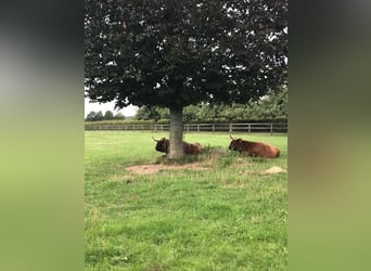 Wohnanlage mit historischem Flair auf Parkgrundstück mit eigenem See für Natur- und Tierliebhaber!