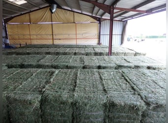 Foin de 1ère coupe – Récolte 2026 – 230 Tonnes disponibles