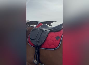 Selle Obstacle doublée Saumur