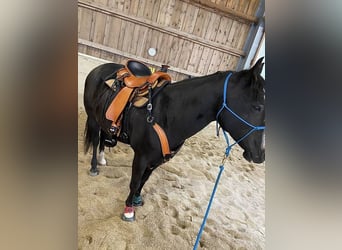 Selle Western Wade haute qualité