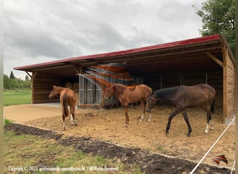 Abri de pâture et box extérieur à vendre, abri pour chevaux | Abri de pâture idéal pour vos chevaux