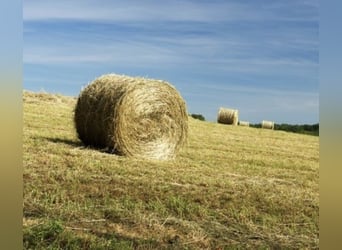 Foin en balles rond coupé en 2025