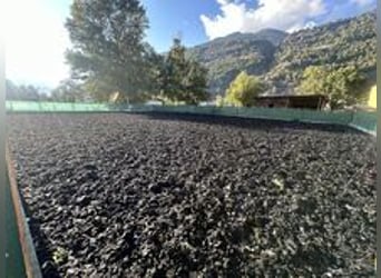 Schnitzel pour sol d'arène – Softground d'environ 8,8 tonnes à prix avantageux