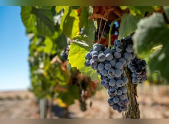 Beautiful Property With Vineyards And Accommodation For Wine Tourism.