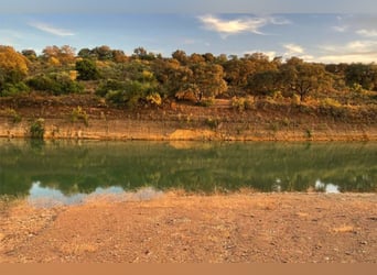Finca De Ensueño De Más De 90 Ha Cerca De Sevilla