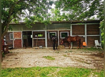 Pferdeboxen, Sattelkammer, Paddock und Weide  