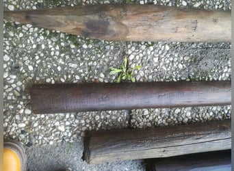 9 Weidepfähle/Holzpfähle 