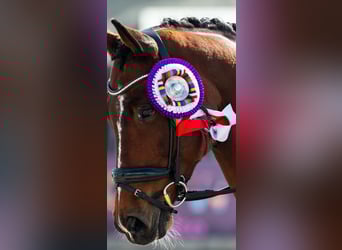 Entraîneuse spécialisée en dressage à l’étranger