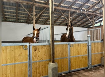 Fabrication de box pour chevaux et accessoires selon vos souhaits !