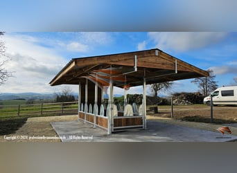 Futterraufen & Heuraufe, Pferderaufe und Fressgitter TOP-ACTIVE Fressgitter Perfekt Pferdehaltung