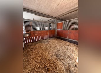 Box available – Full board – Riding facility – Boarding stable