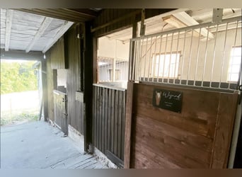 Box in kleiner privater Stallgemeinschaft frei