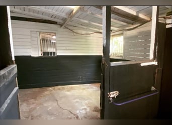Box in kleiner privater Stallgemeinschaft frei