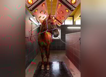 Boxes disponibles dans une installation de premier ordre en Mecklembourg – Construction neuve !!