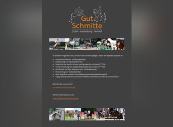 Dressage training / Riding / Lessons / Marketing