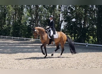 Dressage training / Riding / Lessons / Marketing