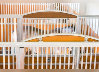 Élevage Birkenhof - Boxes disponibles - écurie adaptée aux besoins des chevaux & reprise professionn