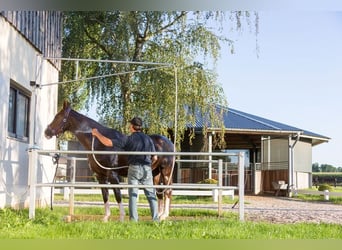 Élevage Birkenhof - Boxes disponibles - écurie adaptée aux besoins des chevaux & reprise professionn