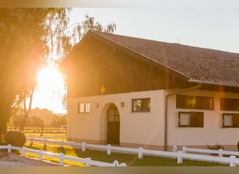 Élevage Birkenhof - Boxes disponibles - écurie adaptée aux besoins des chevaux & reprise professionn
