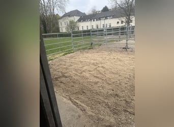 Places de box disponibles – Écurie calme et verdoyante avec paddocks 🌿 Le mois de mai apporte du re