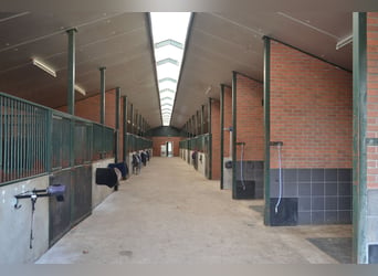 Te huur aangeboden een professionele paarden manege/complex/stallen