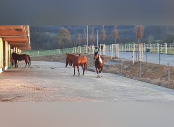 Aktivstall mit direkten Weidezugang 