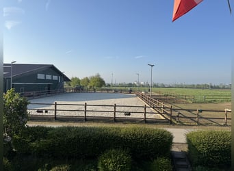 Écurie moderne : places en paddock actif, stabulation libre et boxes disponibles !