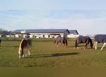 Nouvelle écurie active mai 2026 à Munich-Est, 2 manèges.