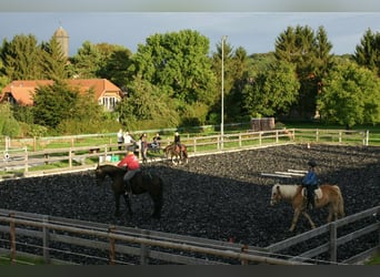 Platz in kleinem, privaten Bewegungsstall - Nähe Göttingen/Witzenhausen