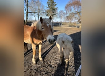 1 à 2 places dans notre pension privée en plein air