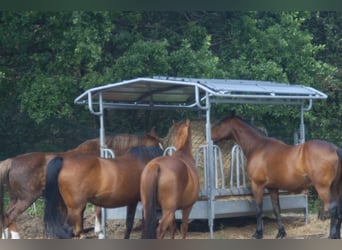 3 schöne Offenstallplätze bei Oranienburg frei 