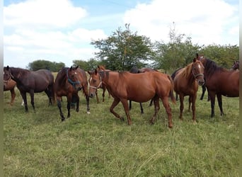 Argentina. Cría de caballos por encargo, desde la fecundación hasta potrillo.