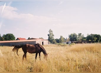 Bewegungsanlage für Pferde und Ponies