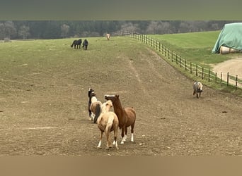 Box à ciel ouvert / Pensionnaire / Place pour jeunes chevaux