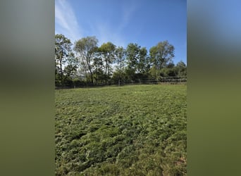 Box à louer pour cheval