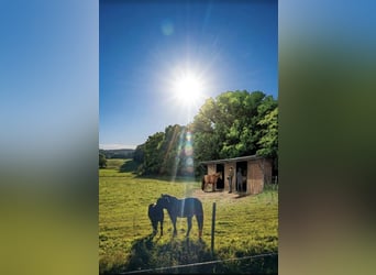Cherche partenaire de pâture