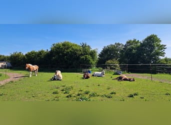 Freie Offenstallplätze in unserer Stuten-Herde