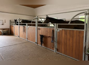 Location de boxes et de paddocks en pension à louer