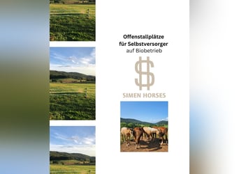 Offenstall Bio Betrieb Wallach Stute Herde Pferde Selbstversorger Steinen