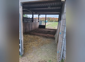 Offenstall für junge Stute