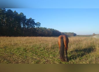 Offenstall, Offenstallplatz für Stuten
